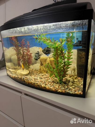 Аквариум 45-50л с рыбками