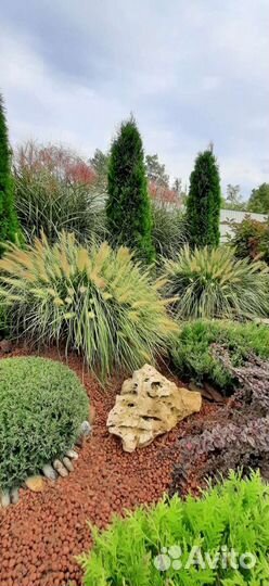 Декоративные травы,злаки