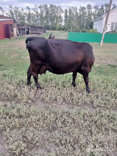 Коровы дойные