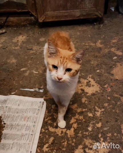 Рыжий кот живет в адской квартире