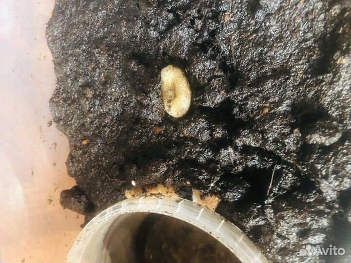 Пиявки медицинские