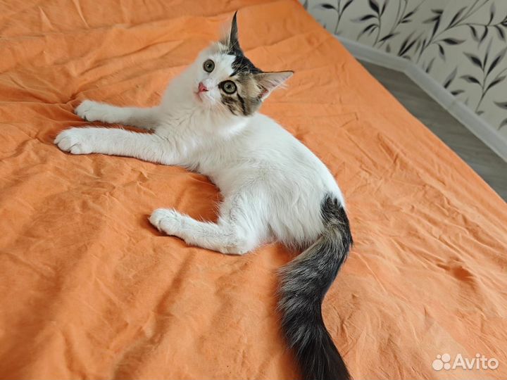 Котенок девочка в добрые руки