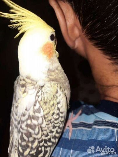 Попугай корелла птенцы выкормыши