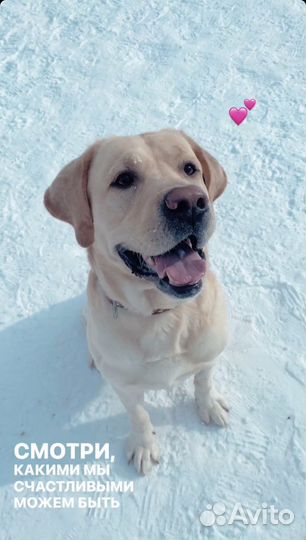 Лабрадор для вязки