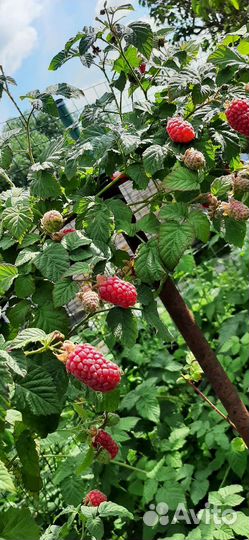 Саженцы ежемалины