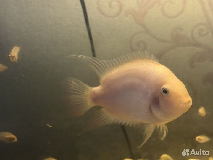 Аквариумные рыбы цихлиды