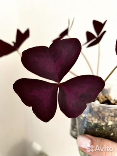 Кислица оксалис