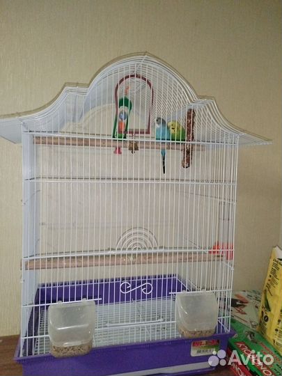 Продам попугаев самец и самка вместе с клеткой