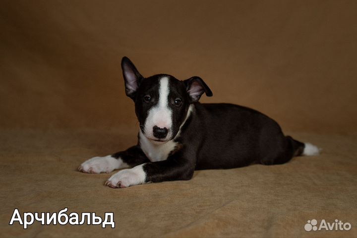 Щенки мини бультерьера