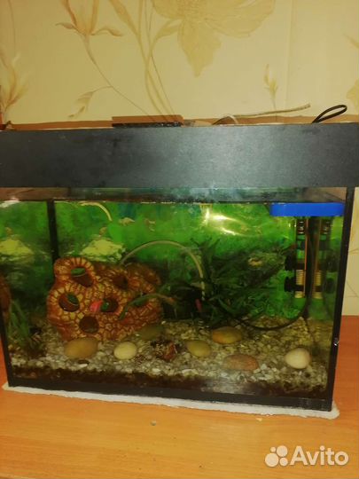 Аквариумные рыбки