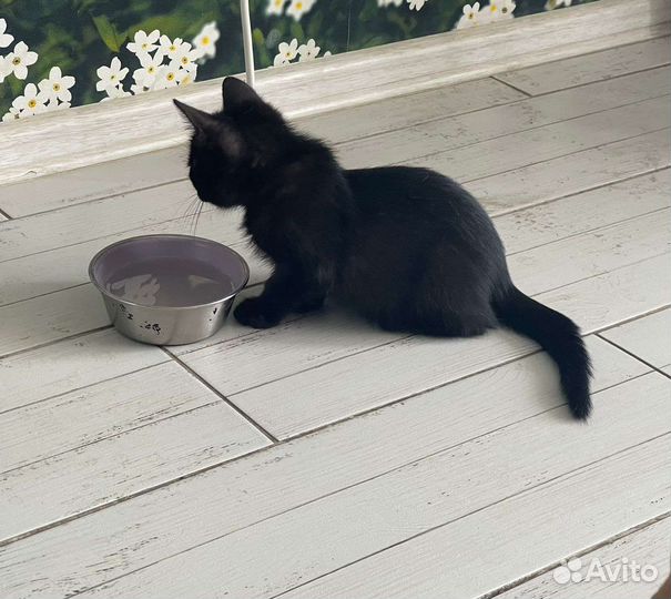 Домашний котенок, 2 месяца, девочка