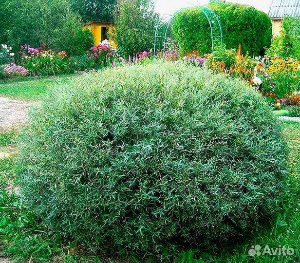 Ива шаровидная