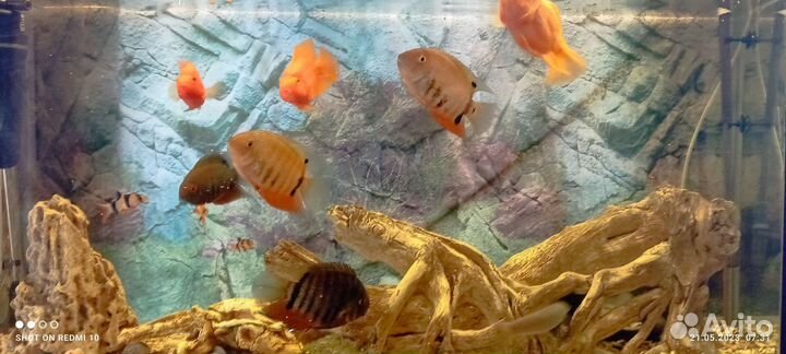 Аквариумные рыбки