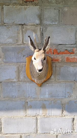 Чучело головы косули