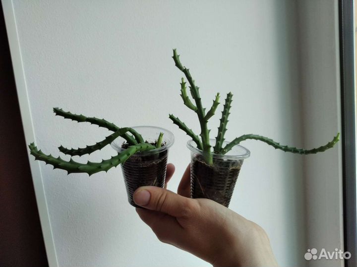 Стапелия пятнистая