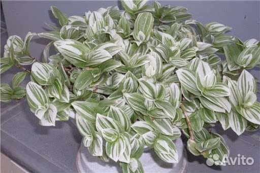 Пуансеттия, традесканция, гибискус, филодендрон