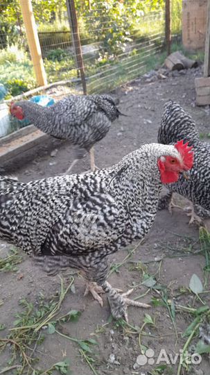 Молодые петухи