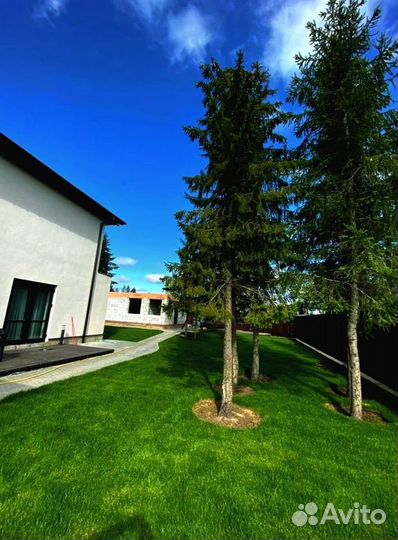 Рулонный газон