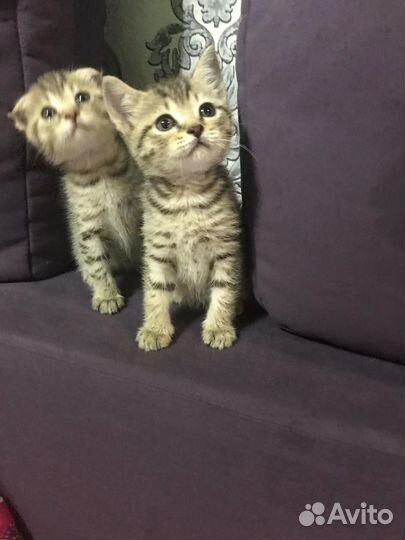 Шотландская