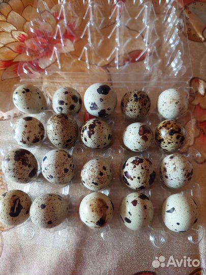 Радонежские перепела