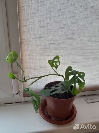 MonsteraAdansoni Monkey