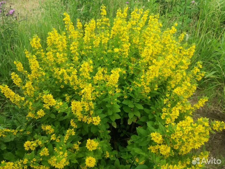 Многолетники, садовые цветы, саженцы