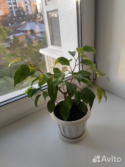 Фикус бенджамина