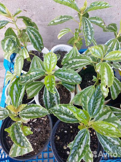 Пилея Кадиера