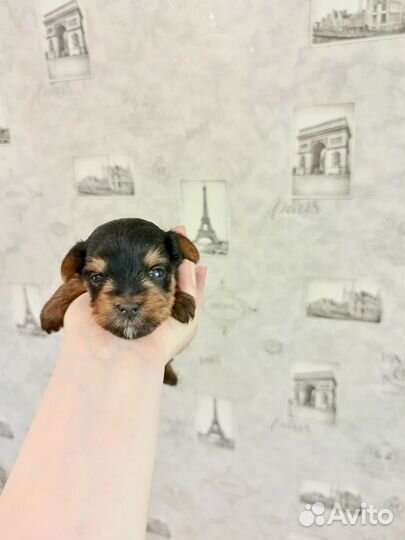 Йоркширский терьер