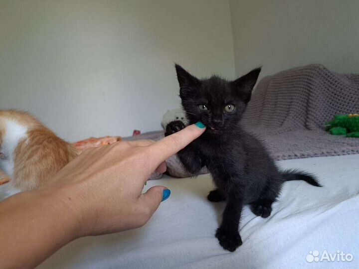 Котенок в добрые руки