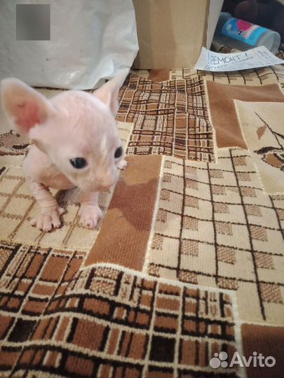 Котята сфинкс