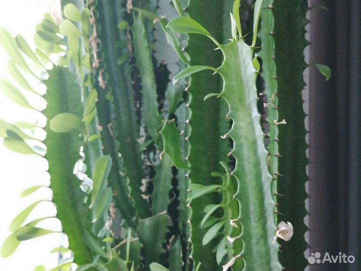 Молочай бесплатно