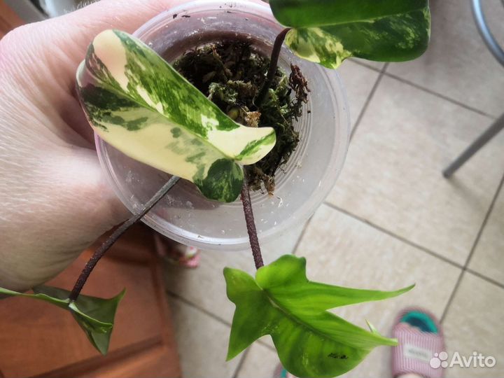 Филодендроны, алоказии редкие