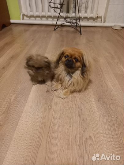 Щенки пекинеса