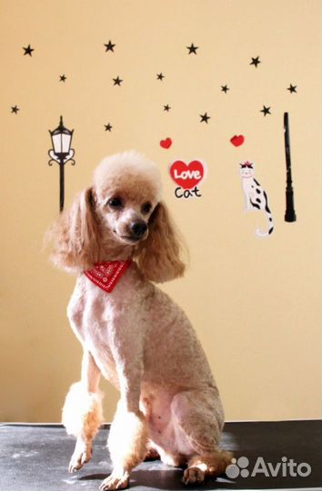 Зоосалон Хвостатый модник