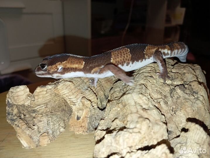 Гемитеконикс Африканских толстохвостый геккон