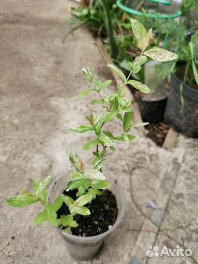 Ива Хакуро Нишики