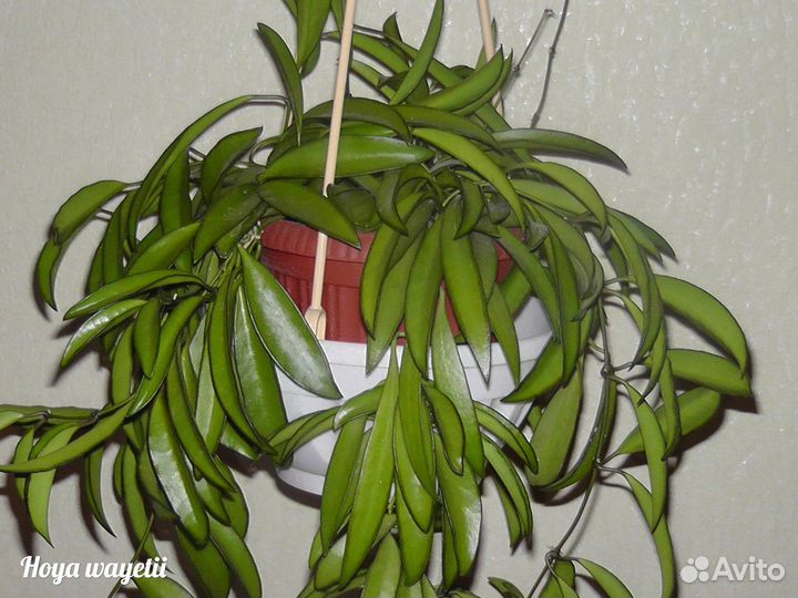 Хойи на срез