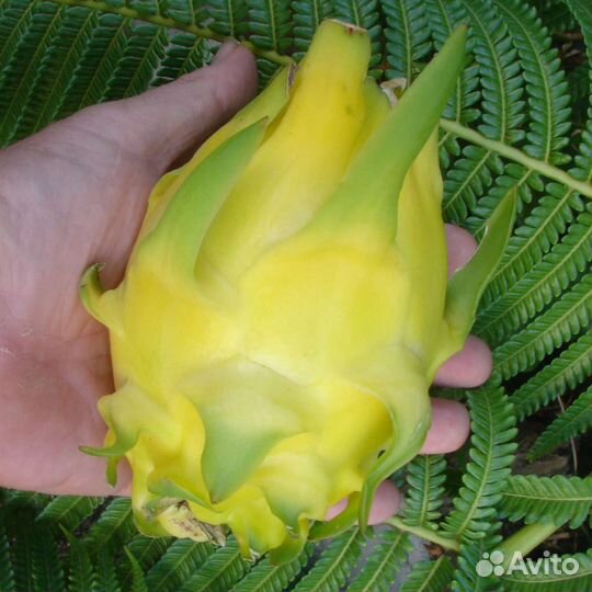 Питахайя лимонная семена