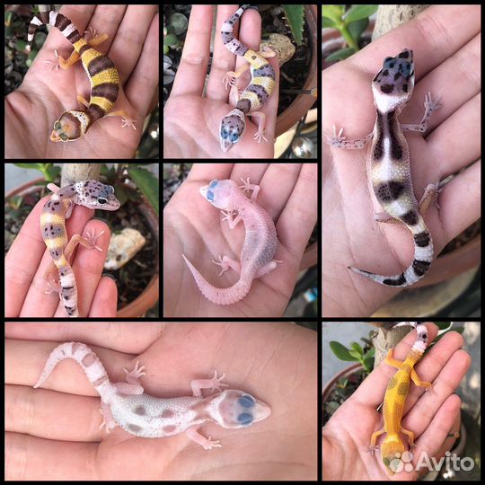 Гекконы эублефары