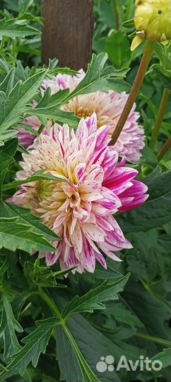 Георгин (корни)