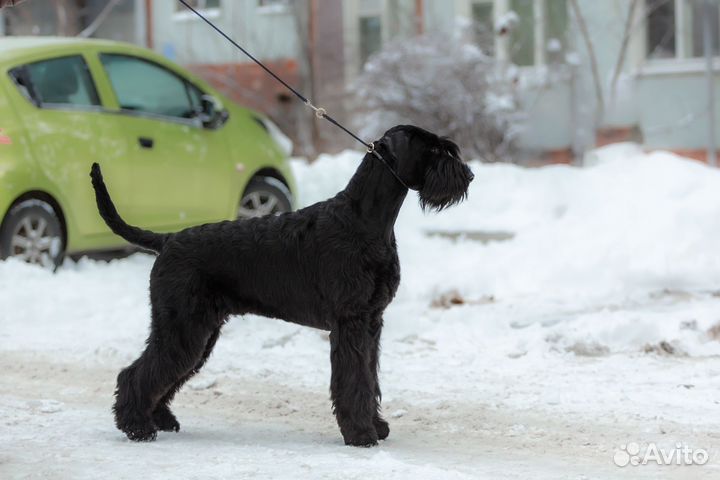 Триминг, ролинг, выставочный груминг шнауцеров