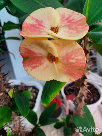 Молочай Миля (Euphorbia milii) крупноцветковый