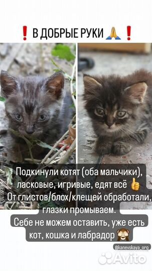 Котята в добрые руки