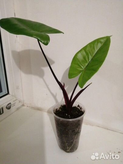 Алоказия Макрориза Блэк Стэм (Черная Ножка)