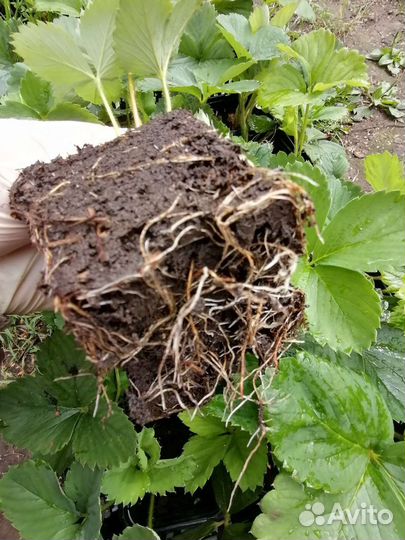 Клубника Фестивальная рассада