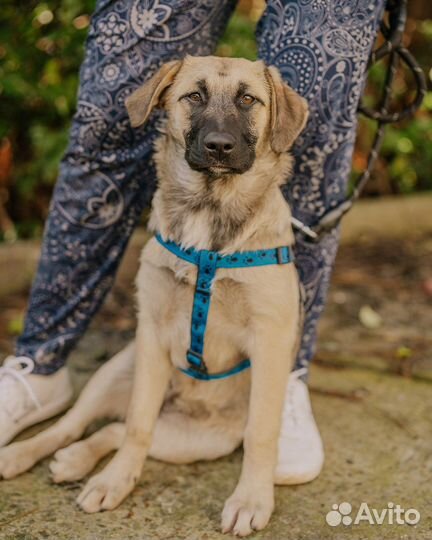 Собаки бесплатно