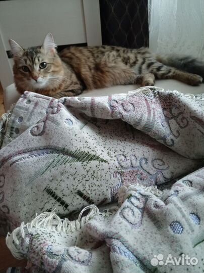 Отдам бесплатно