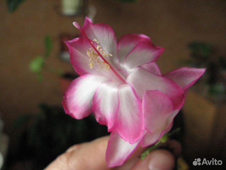 Наборы растений для начинающих. Простой уход