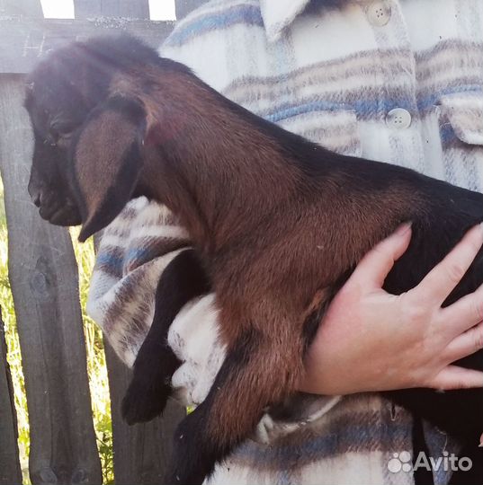 Англо нубийский козел